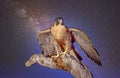 Peregrine falcon against star sky Royalty Free Stock Photo