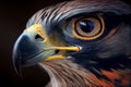 The peregrine falcon (Falco peregrinus) bird of prey portrait. Royalty Free Stock Photo