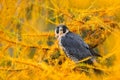 Peregrine Falcon in yellow autumn larch tree . Bird of prey Peregrine Falcon sitting in orange autumn forest. Cute bird in fall wo Royalty Free Stock Photo