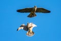 Peregrine falcons in flight in the wild, wales, uk