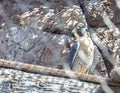 The peregrine falcon also known as the peregrine , It is in the cage, Closeup.