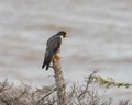 Peregrine falcon in Hopewell Rock Park, New Brunswick, Canada