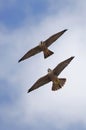 Peregrine falcons riding the thermals Royalty Free Stock Photo