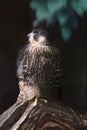 Peregrine hawk against a black background