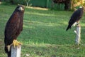 Peregrine hawk in captivity posing for camera