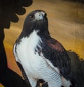 Peregrine hawk in captivity posing for camera