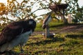 Peregrine hawk in captivity posing for camera