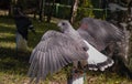 peregrine hawk in captivity spreading the wings