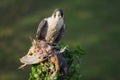 Peregrine with prey perched