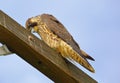 Peregrine Falcon giving the cold stare