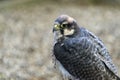 Peregrine falcon bird of prey with room for text Royalty Free Stock Photo