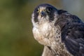 Portrait of bird of prey Peregrine falcon Royalty Free Stock Photo