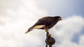 Peregrinus, falcon climbed to the tip of a belfry in spain, is r Royalty Free Stock Photo