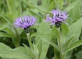 Perenial Cornflower Royalty Free Stock Photo