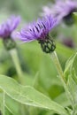 Perenial Cornflower Royalty Free Stock Photo