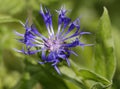 Perenial Cornflower Royalty Free Stock Photo