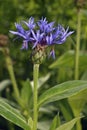 Perenial Cornflower Royalty Free Stock Photo