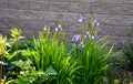 Perenial flowerbed in the garden with blue irises and lush green bushes and hedges bark mulch garden lawn cut