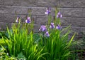 Perenial flowerbed in the garden with blue irises and lush green bushes and hedges bark mulch garden lawn cut