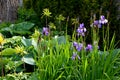 Perenial flowerbed in the garden with blue irises and lush green bushes and hedges bark mulch garden lawn cut