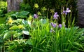 Perenial flowerbed in the garden with blue irises and lush green bushes and hedges bark mulch garden lawn cut