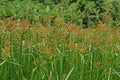 Perenial  weed in paddy field and aquatic condition, greater club rush Royalty Free Stock Photo
