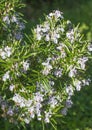 Perennial aromatic herbs with melliferous flowers of rosemary, sunny outdoor Royalty Free Stock Photo