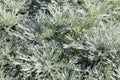 Perennial Artemisia Schmitidiana, Nana groundcover mugwort for aromatic herbaceous garden Royalty Free Stock Photo