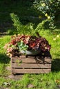 Perennial autum plants in a old washbowl. Royalty Free Stock Photo