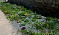 Perennial bed mulched with gray gravel in front of a limestone stone wall in a square with benches with wood paneling, beige path Royalty Free Stock Photo