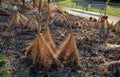 Perennial bed mulched with gray gravel in front of a limestone stone wall in a square with benches with wood paneling, beige path Royalty Free Stock Photo