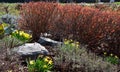 Perennial beds with miniature bunches of daffodils in a bark mulched flower bed on a hill. stones and small shrubs create a sunny