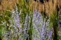 Perennial beds mulched with dark stone gravel with a predominance of ornamental grasses