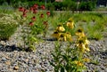 Perennial beds mulched with dark stone gravel with a predominance of ornamental grasses