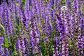 Perennial beds in street plantings. Variegated rich stands of prairie hardy flowers blooming profusely like a meadow. concrete int