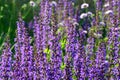 Perennial beds in street plantings. Variegated rich stands of prairie hardy flowers blooming profusely like a meadow. concrete int