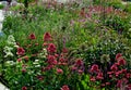 Perennial beds in street plantings. Variegated rich stands of prairie hardy flowers blooming profusely like a meadow. concrete int