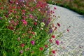 Perennial beds in street plantings. Variegated rich stands of prairie hardy flowers blooming profusely like a meadow. concrete int Royalty Free Stock Photo