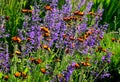 Perennial beds in street plantings. Variegated rich stands of prairie hardy flowers blooming profusely like a meadow. concrete int