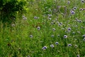 Perennial beds in street plantings. Variegated rich stands of prairie hardy flowers blooming profusely like a meadow. concrete int Royalty Free Stock Photo