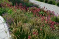 Perennial beds in street plantings. Variegated rich stands of prairie hardy flowers blooming profusely like a meadow. concrete int Royalty Free Stock Photo