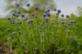 Perennial bug, Lilac flowers developing downwind texture Royalty Free Stock Photo