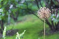 Perennial bulbous herb Allium from the family Alliaceae