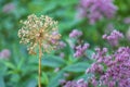 Perennial bulbous herb Allium from the family Alliaceae