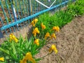 Yellow irises Royalty Free Stock Photo