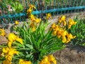 Yellow irises Royalty Free Stock Photo