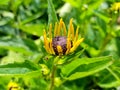 Rudbeckia fulgida flower details. Petals and blossom of orange coneflower. Royalty Free Stock Photo