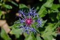 Perennial Cornflower - Bergflockenblume - Centaurea Montana