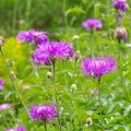 Perennial cornflower or Centaurea dealbata flower