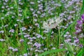 Perennial cornflower or Centaurea montana flower